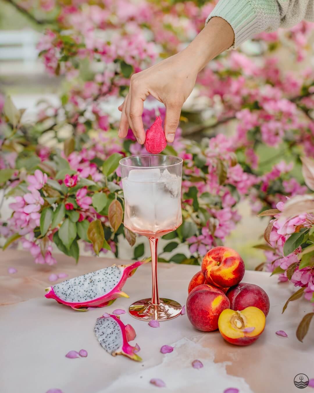 Dragon fruit, Peach & Cherry Blossom Sangria Cocktail Bomb